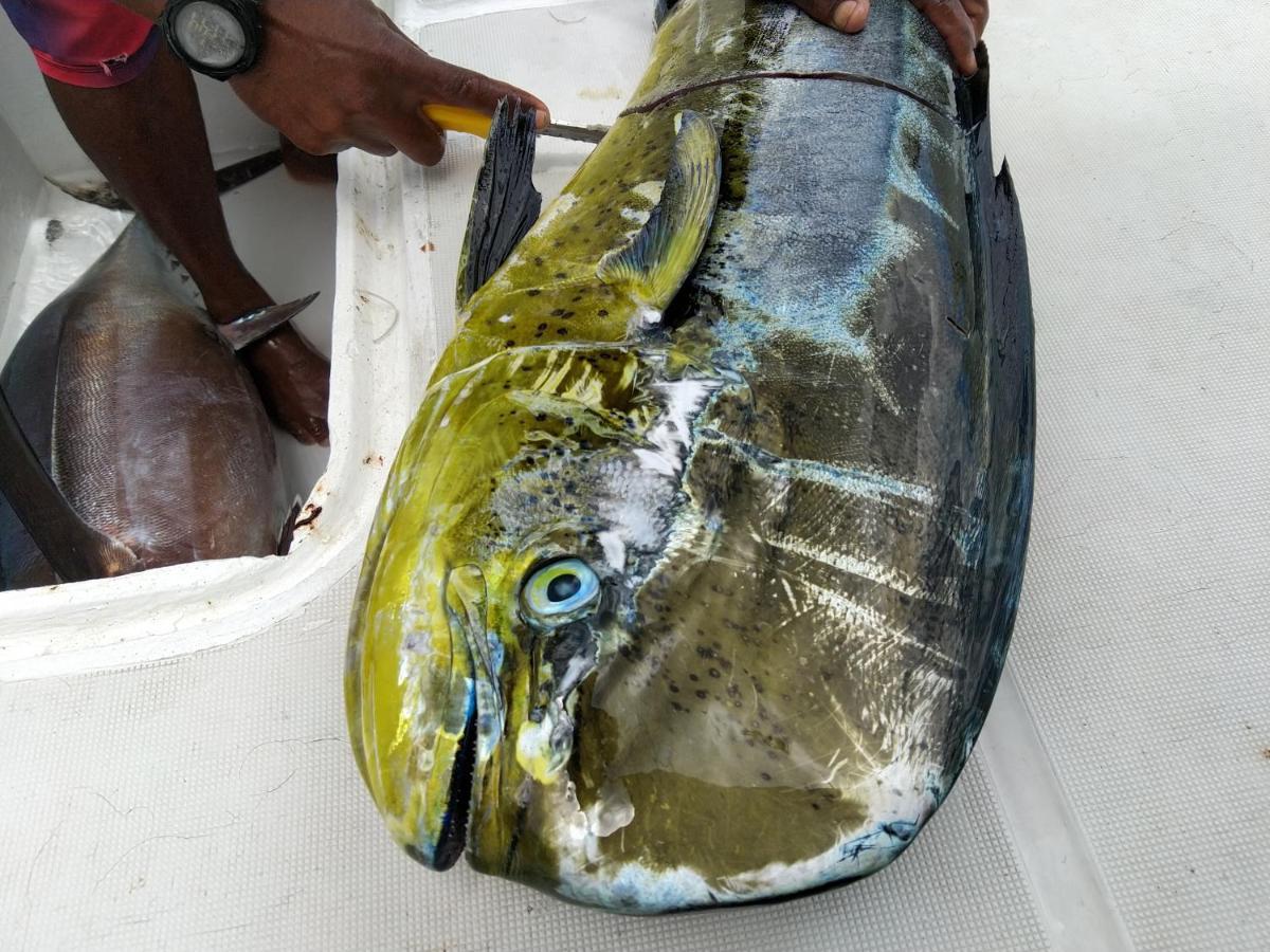 Case Creole Independante Proche Mer 拉高莱特 外观 照片