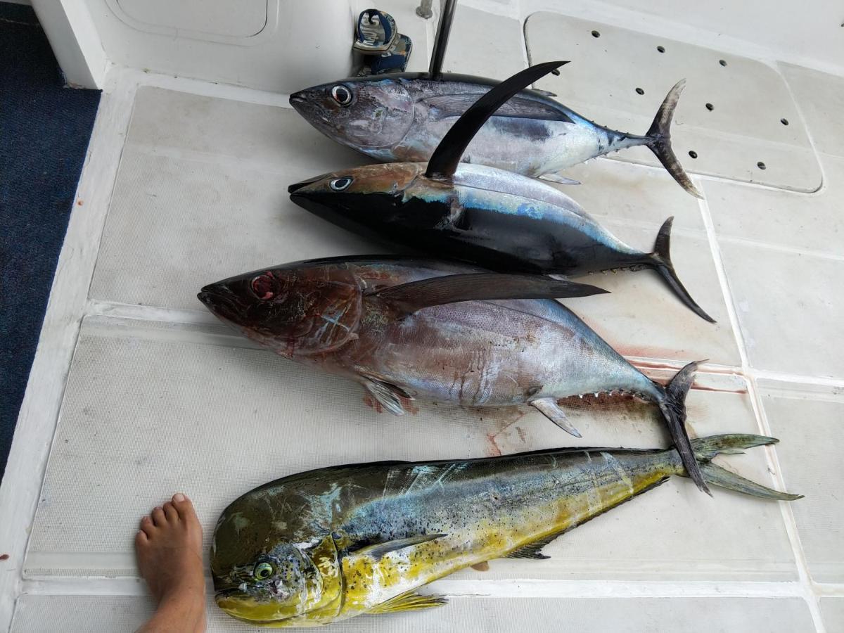 Case Creole Independante Proche Mer 拉高莱特 外观 照片